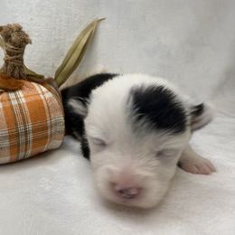 Girl 6 - Black and white female American Corgi puppy in Scottown, Ohio from Wyndy Ridge Corgis