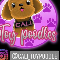 Poodles from Cali Toy Poodles