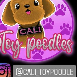 Poodles from Cali Toy Poodles