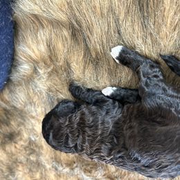 Poodle Puppies from Sea Swept Poodles