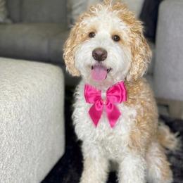 Maple - Bernedoodle