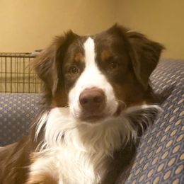 Auggie - Miniature Australian Shepherd