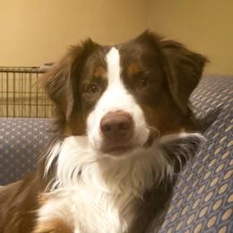 Auggie - Miniature Australian Shepherd