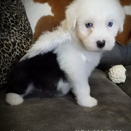 Old English Sheepdog Puppies from Wild-n-Woolly Old English Sheepdogs