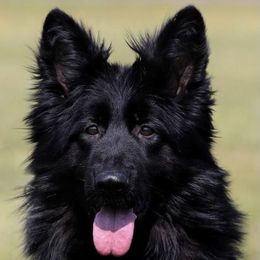 German Shepherd All Grown Up from German shepherd