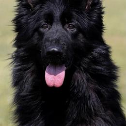 German Shepherd All Grown Up from German shepherd