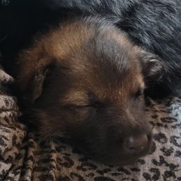 German Shepherd Puppies from Inferno Shepherds