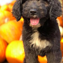 Goldendoodle, Labradoodle, and Poodle Puppies from CNR Farms