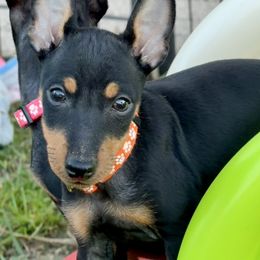 Boy 3 - male Manchester Terrier puppy in Tampa, Florida from Belev Itornot Manchester Terriers