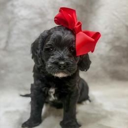 Rigatoni - Black female Goldendoodle puppy in Williamson, New York from Lakeside Doodles