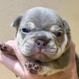 Franken Berry with OFA Parents - Tricolors male French Bulldog puppy in Billings, Montana from Yellowstone Frenchies