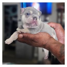 French Bulldog Puppies from LMD Frenchies