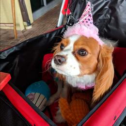 Mabel - Cavalier King Charles Spaniel