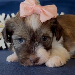 Trinity - AKC - Chocolate female Havanese puppy in Verden, Oklahoma from Holcombs Puppy Ranch