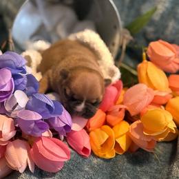 Juniper - Fawn female French Bulldog puppy in Newport, Oregon from Blue Coast Bulldogs