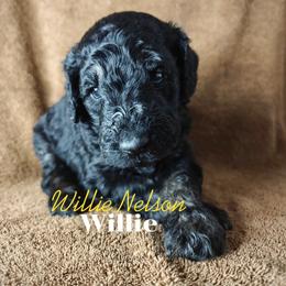 Willie - Black male Poodle puppy in Poplarville, Mississippi from Hatch & Homestead LLC