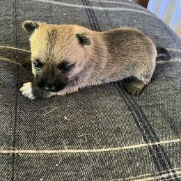 Cairn Terrier Puppies from Shining Waters Farm