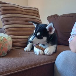 Companion Cross and Siberian Husky Puppies from High Mountain Crosses
