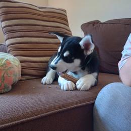 Companion Cross and Siberian Husky Puppies from High Mountain Crosses