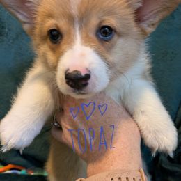 Topaz - Red male Pembroke Welsh Corgi puppy in Berkeley Springs, West Virginia from Hummingbird Farm