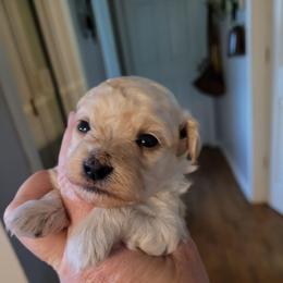 Louella - Cream female Maltipoo puppy in Mena, Arkansas from Belle Ball Puppies