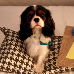 Cavalier King Charles Spaniels from Lyricc Cavaliers