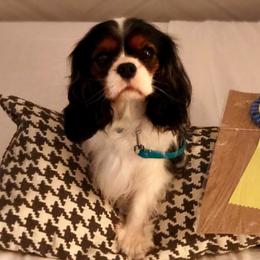 Cavalier King Charles Spaniels from Lyricc Cavaliers