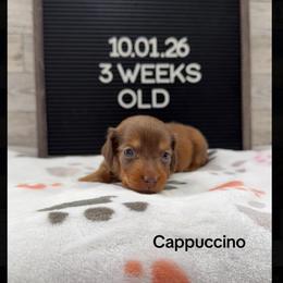 Cappuccino - Chocolate and tan male Dachshund puppy in Goodyear, Arizona from AZ Low Life Doxies