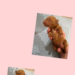 Admiral - Red male Irish Doodle puppy in Harrisburg, Arkansas from Ransone’s Ridge Runners Poodles and Doodles
