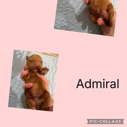 Admiral - Red male Irish Doodle puppy in Harrisburg, Arkansas from Ransone’s Ridge Runners Poodles and Doodles