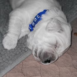 Boy 2 - male Golden Retriever puppy in Osceola, Iowa from Healing Hearts Therapy Goldens