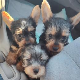 Yorkshire Terrier All Grown Up from Yorkieville Pups Of Love