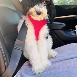 Goldendoodle Puppies from Labradoodleday