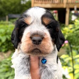 Walleye - Tri-Roan male English Springer Spaniel puppy in Bay City, Wisconsin from Springer Hills Farm