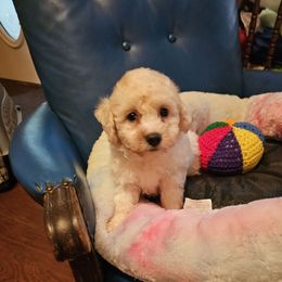 U.S.A. - White and apricot female Bichon Frise puppy in Chatham, Illinois from Bichon Frise Partnership