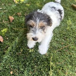 Arthur 2 - Tri-color male Russell Terrier puppy in Hollister, California from Oak Creek Jacks