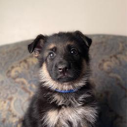 Blue collar boy - Black and red male German Shepherd puppy in Coleta, Illinois from Four Leaf Farm- Vom Vierblättriges Bauernhof