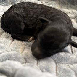 Mary - Black female Poodle puppy in Bakersfield, California from Pedigree Poodles