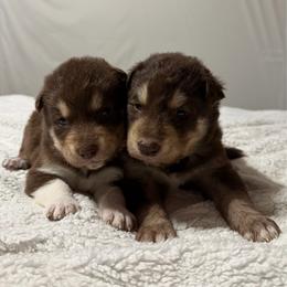 Girl 1 - Red and white female Alaskan Malamute puppy in Rensselaer, Indiana from Moot Manor Malamutes