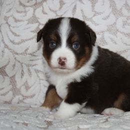 Miniature American Shepherd Puppies from Gottabe Miniature American Shepherds