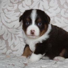 Miniature American Shepherd Puppies from Gottabe Miniature American Shepherds