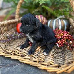Kenny - Black and white male Aussiedoodle puppy in Lexington, Alabama from Johnson’s Highland Pride Aussiedoodles