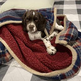 Cocker Spaniel All Grown Up from Southern Country Cockers