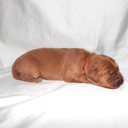 Biscuit - Dark golden female Golden Retriever puppy in New Weston, Ohio from Bertke AKC Golden Retrievers and Bernese Mountain Dogs
