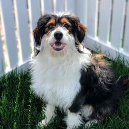 Maple - Bernedoodle