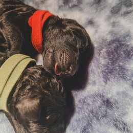 Poodle Puppies from Huckleberry Standard Poodles