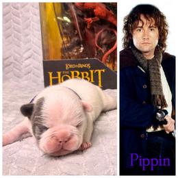 Pippin - Blue male French Bulldog puppy in Denver, Colorado from Mecham Family kennels -MechamFrenchies