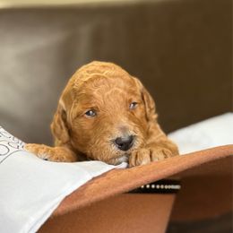 Russell - Red  male Goldendoodle puppy in Clinton, Utah from Golden Law Kennels