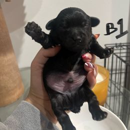 Aero - Black male Yorkipoo puppy in Alpine, Utah from Anderson's Yorkiepoo