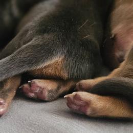 Dachshund puppies from Loyal Lil Dachshunds